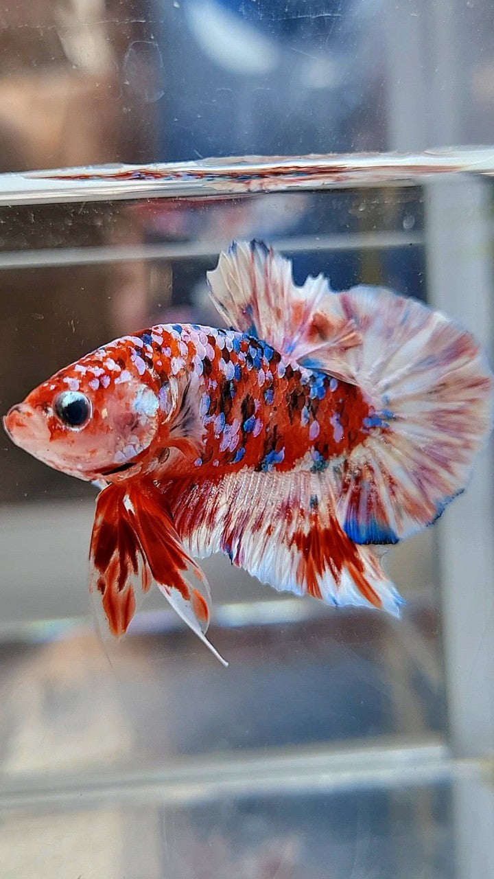 PLAKAT BARONGSAI RED WHITE SUPER GALAXY MULTICOLOR BETTA FISH