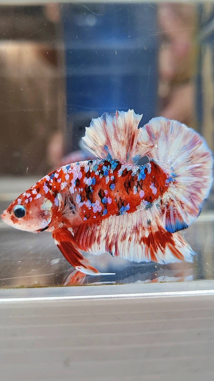 PLAKAT BARONGSAI RED WHITE SUPER GALAXY MULTICOLOR BETTA FISH