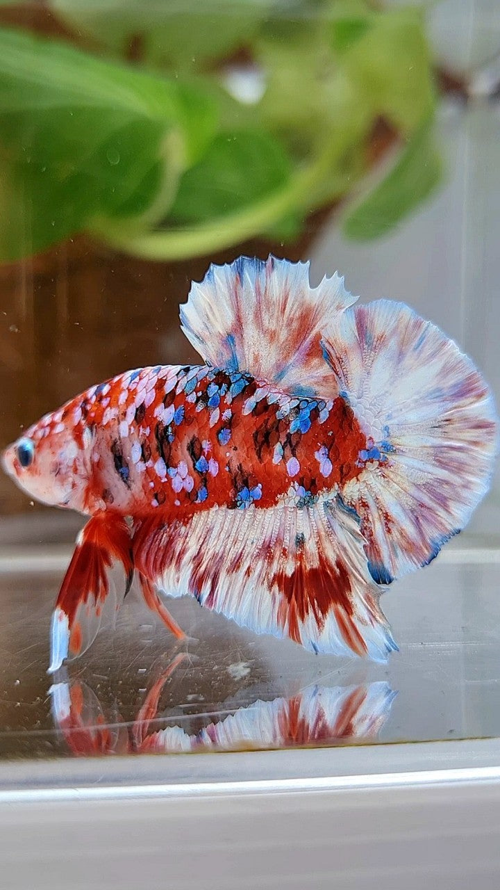 PLAKAT BARONGSAI RED WHITE SUPER GALAXY MULTICOLOR BETTA FISH