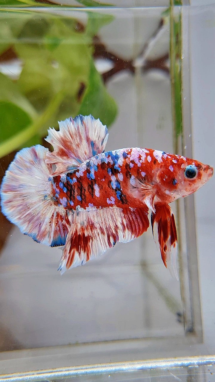PLAKAT BARONGSAI RED WHITE SUPER GALAXY MULTICOLOR BETTA FISH