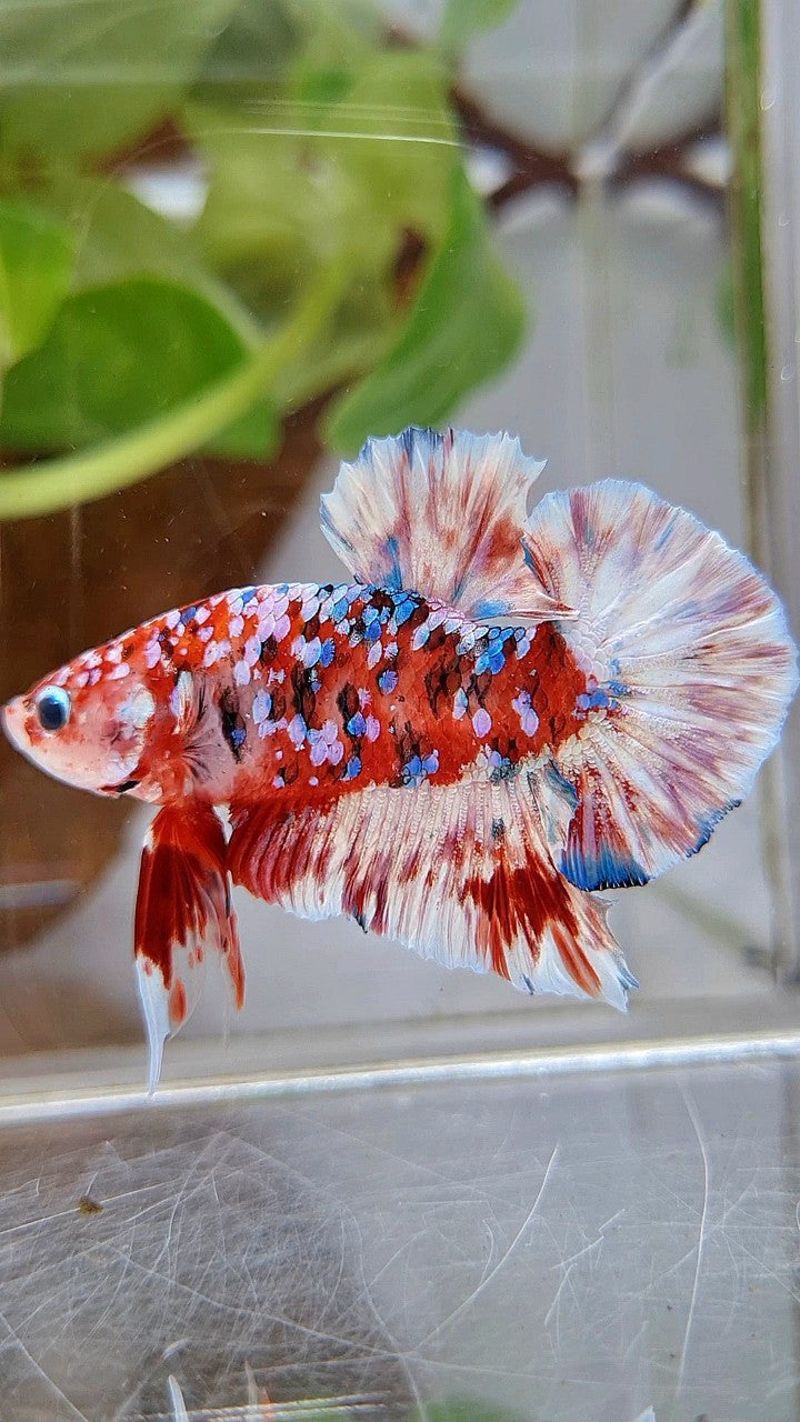 PLAKAT BARONGSAI RED WHITE SUPER GALAXY MULTICOLOR BETTA FISH