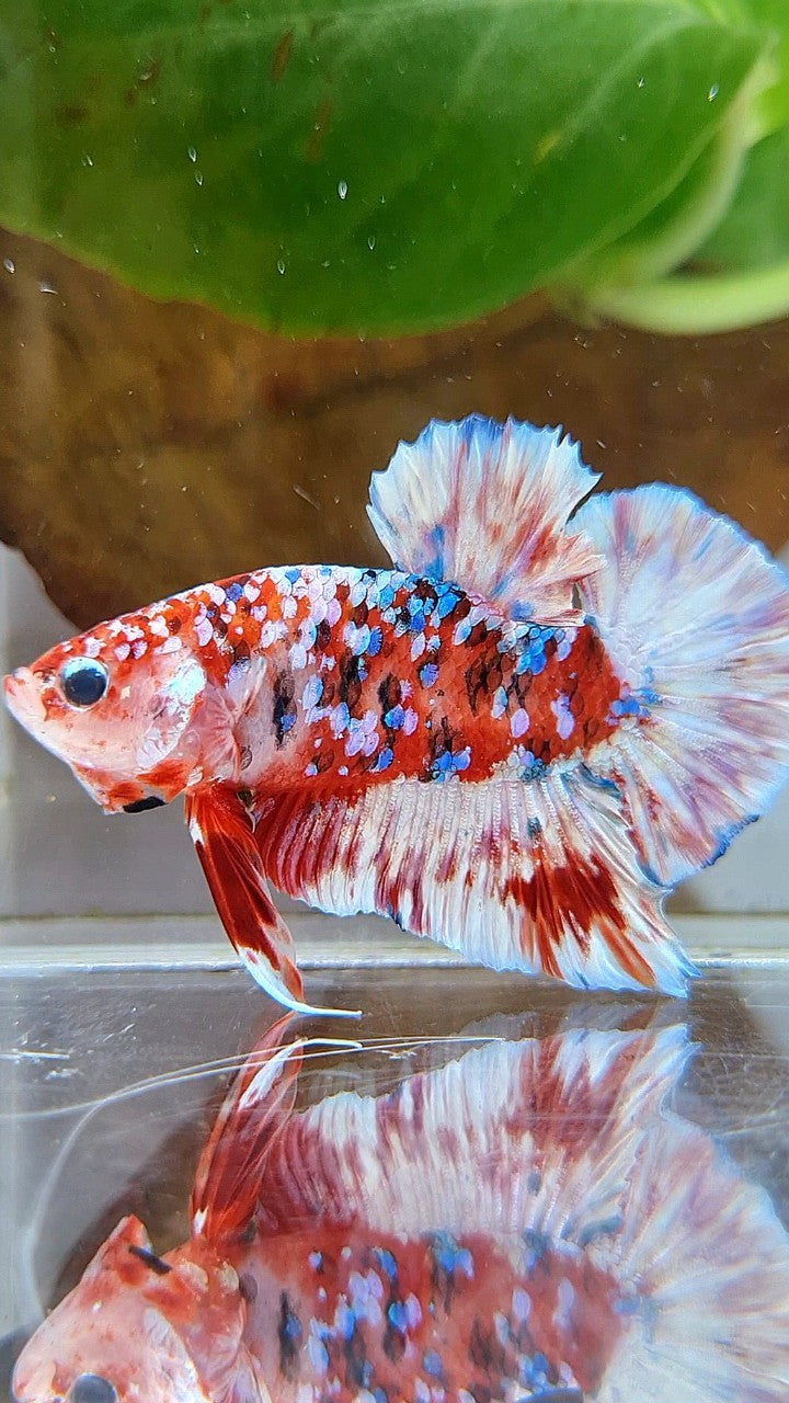 PLAKAT BARONGSAI RED WHITE SUPER GALAXY MULTICOLOR BETTA FISH
