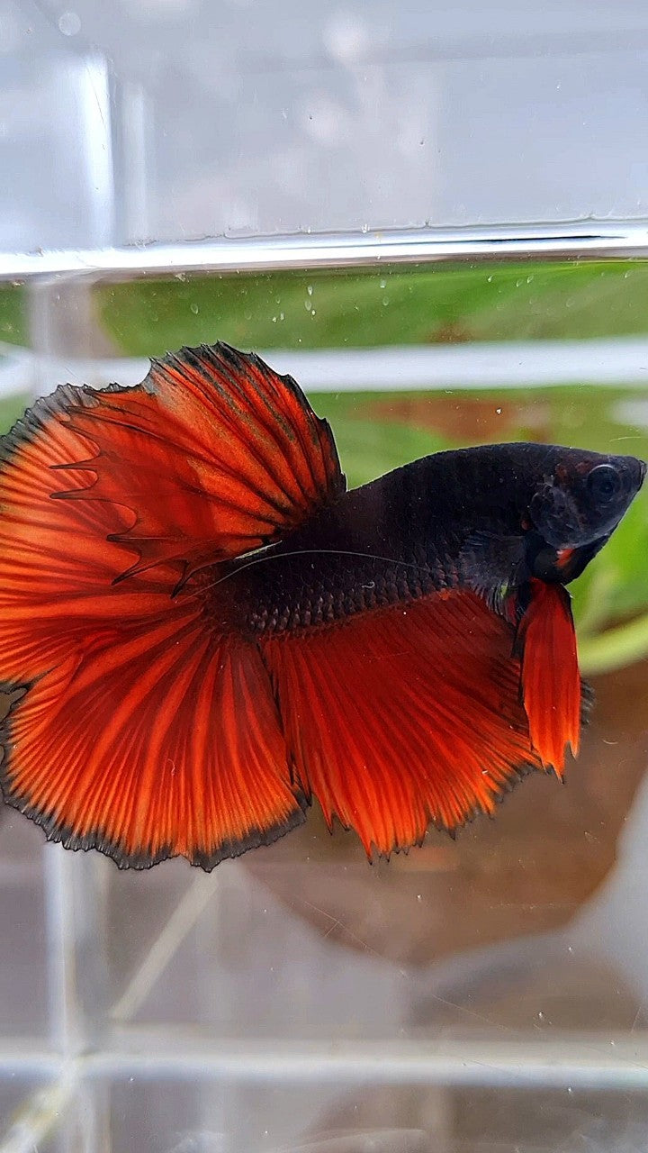 HALFMOON ROSETAIL BLACK RED VAMPIRE BICOLOR BETTA FISH