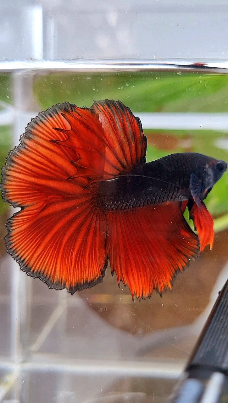 HALFMOON ROSETAIL BLACK RED VAMPIRE BICOLOR BETTA FISH