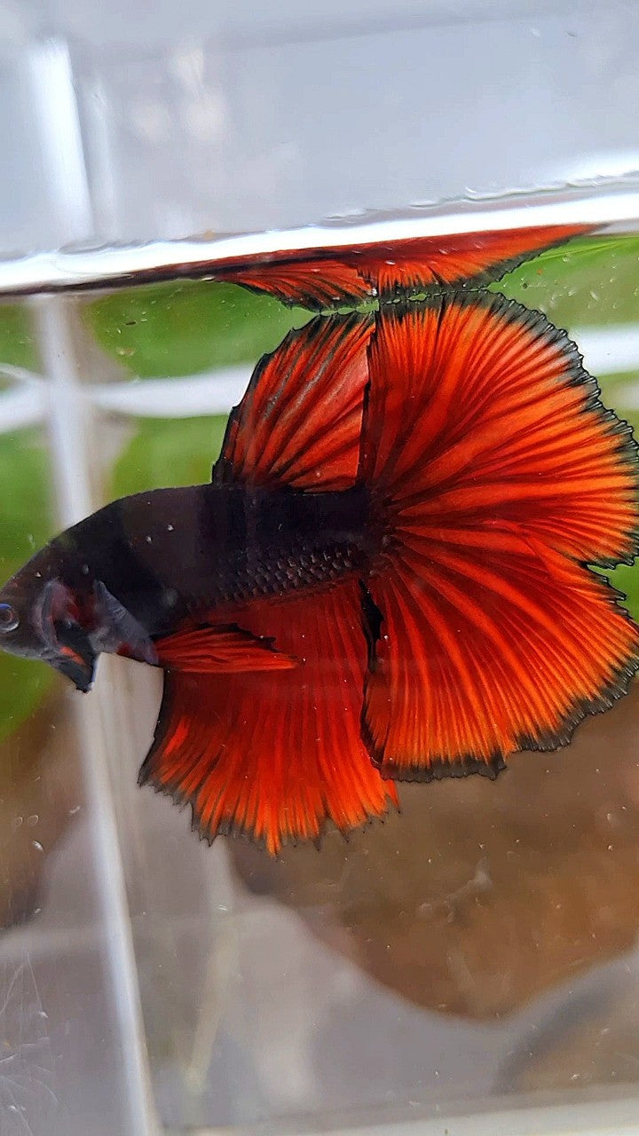 HALFMOON ROSETAIL BLACK RED VAMPIRE BICOLOR BETTA FISH