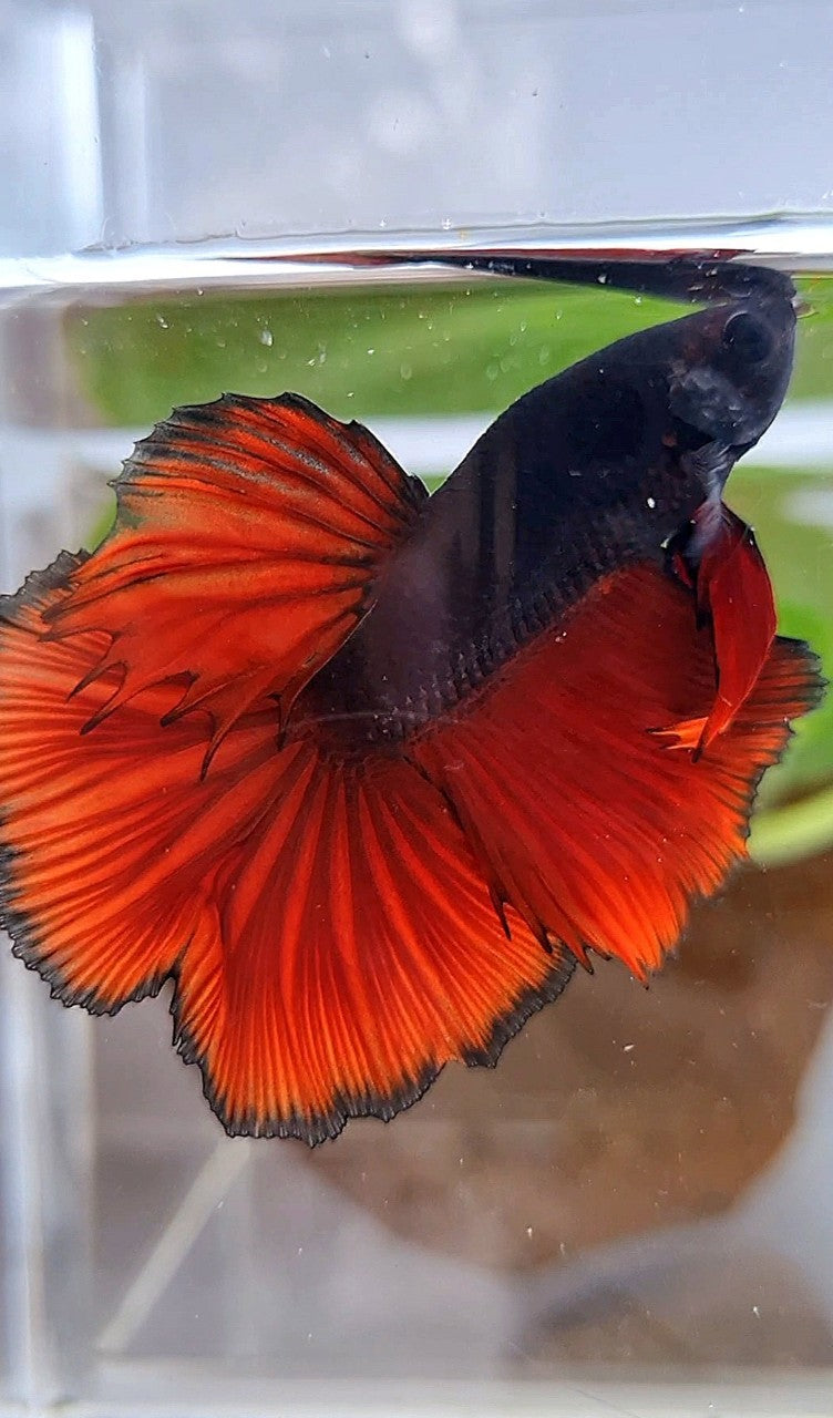 HALFMOON ROSETAIL BLACK RED VAMPIRE BICOLOR BETTA FISH