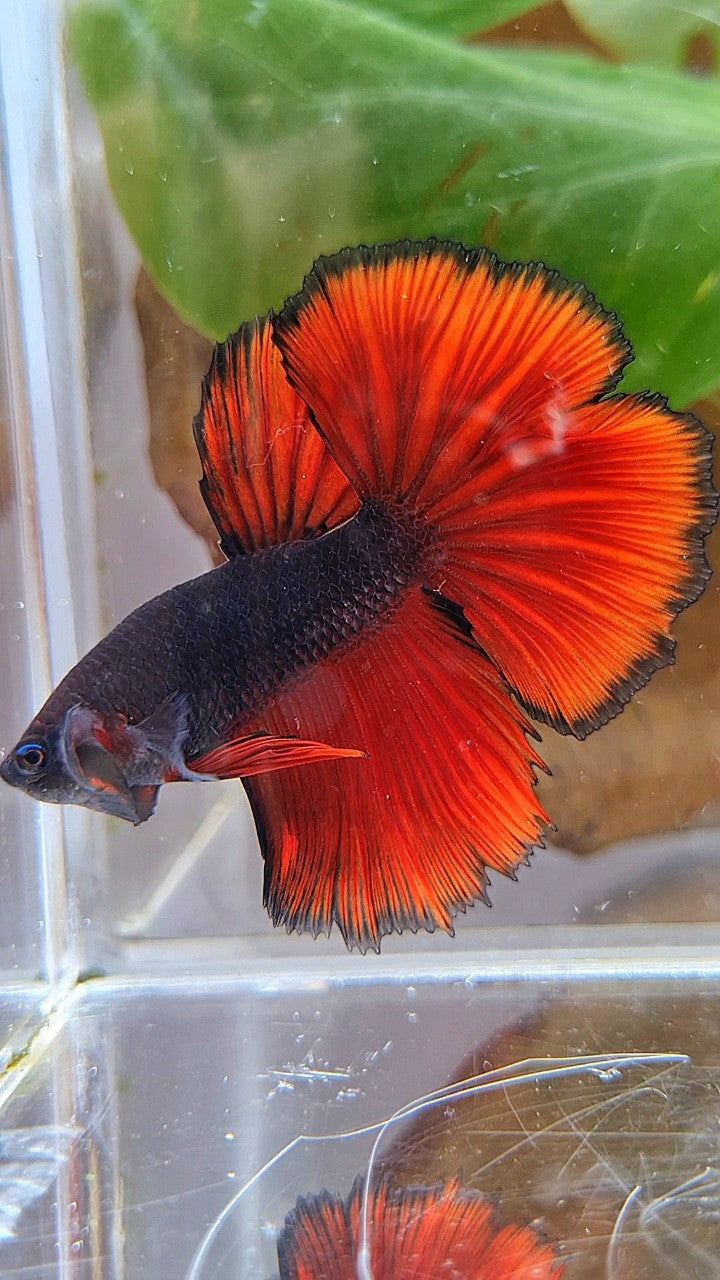 HALFMOON ROSETAIL BLACK RED VAMPIRE BICOLOR BETTA FISH