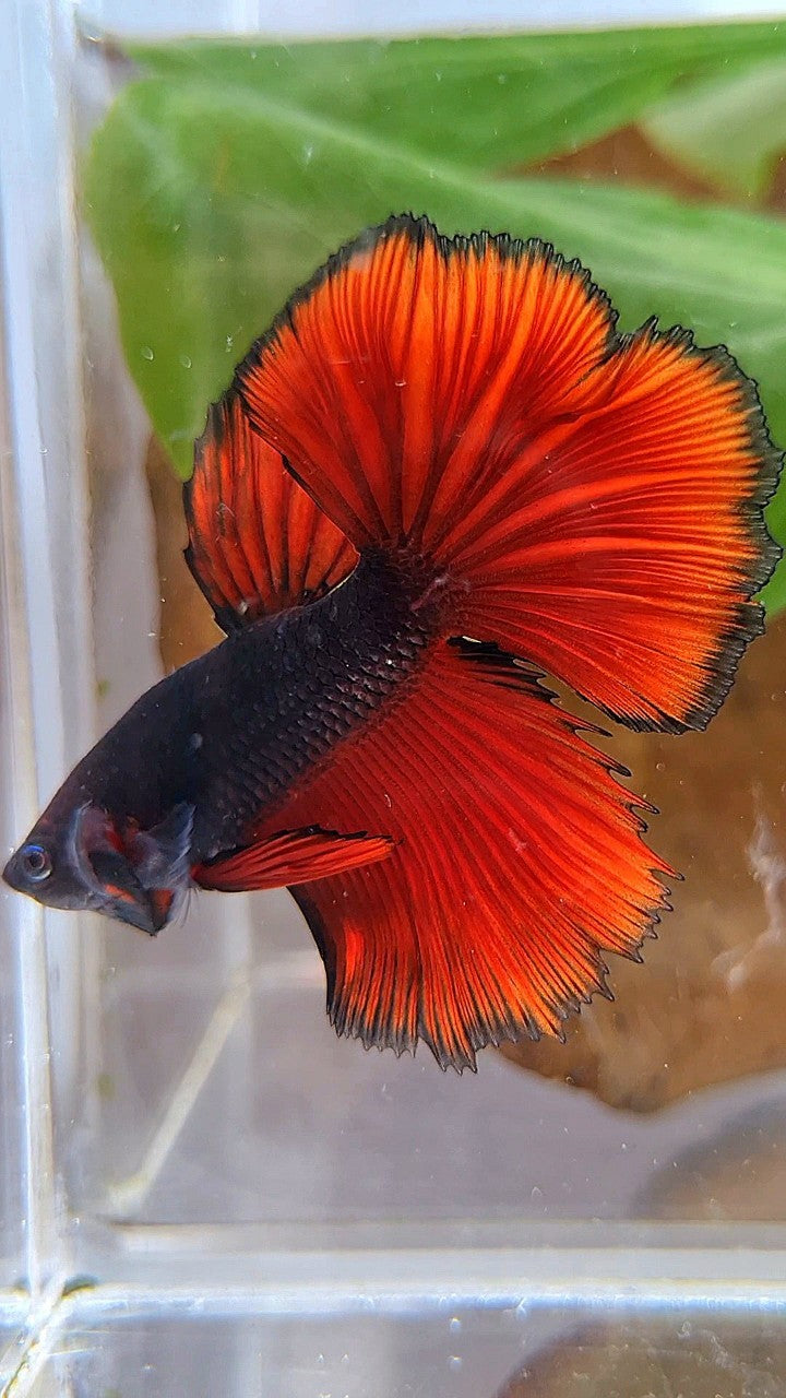 HALFMOON ROSETAIL BLACK RED VAMPIRE BICOLOR BETTA FISH