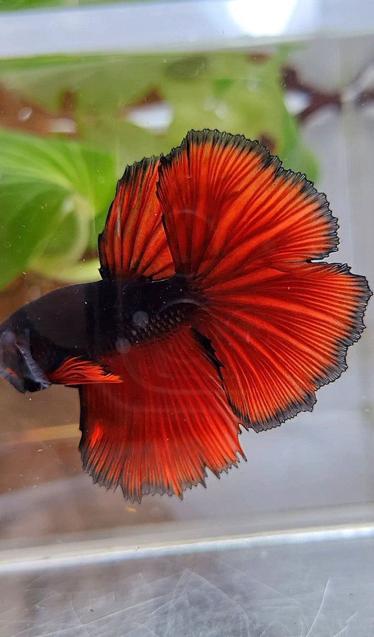 HALFMOON ROSETAIL BLACK RED VAMPIRE BICOLOR BETTA FISH