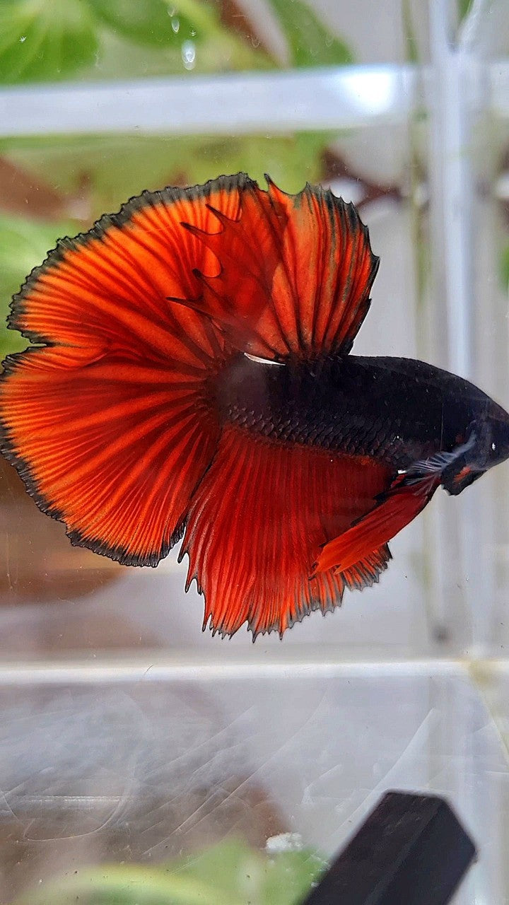 HALFMOON ROSETAIL BLACK RED VAMPIRE BICOLOR BETTA FISH