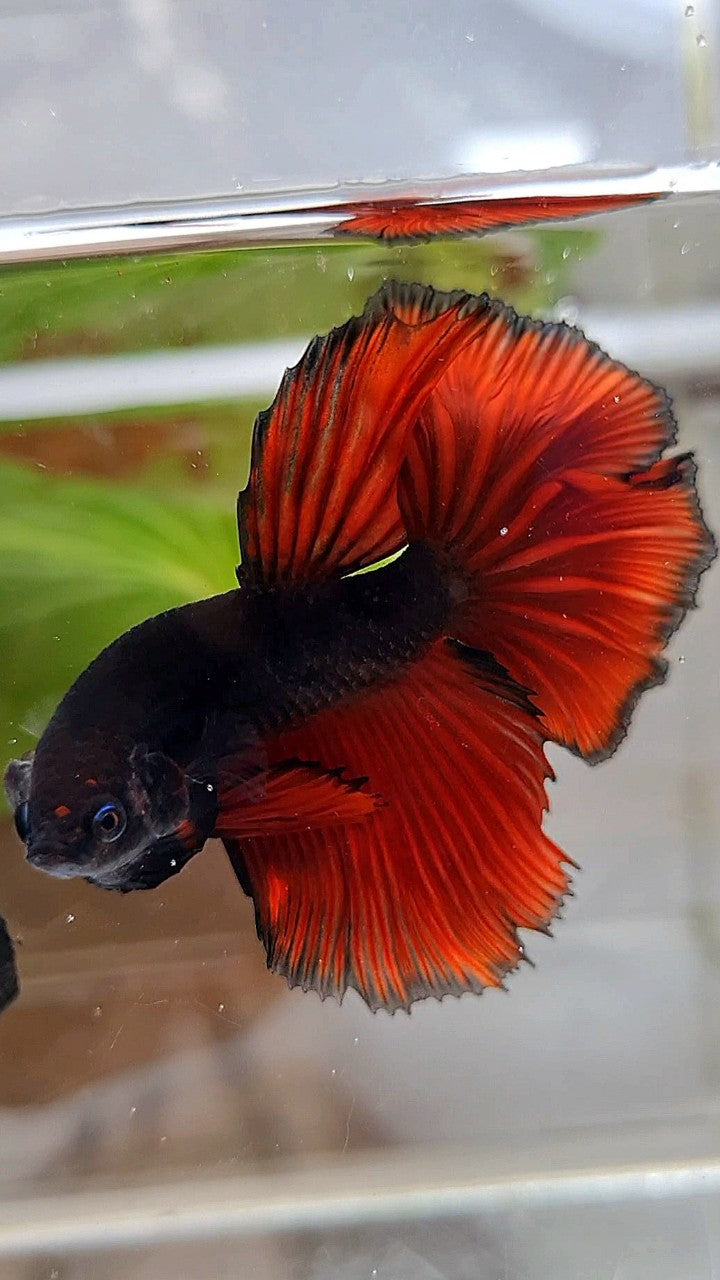 HALFMOON ROSETAIL BLACK RED VAMPIRE BICOLOR BETTA FISH