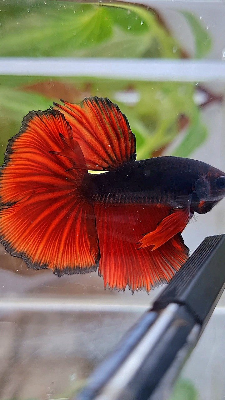 HALFMOON ROSETAIL BLACK RED VAMPIRE BICOLOR BETTA FISH