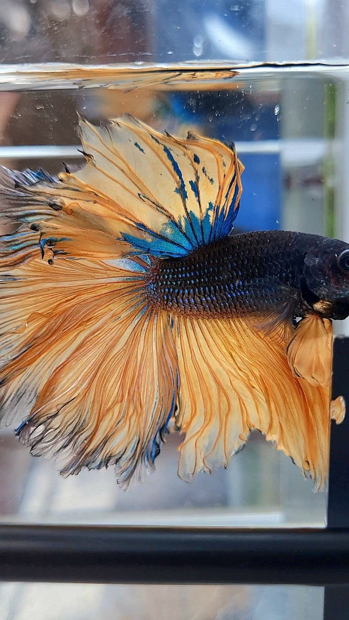 LUXURY HALFMOON OVERTAIL ROSETAIL BLACK MUSTARD GAS YELLOW BETTA FISH