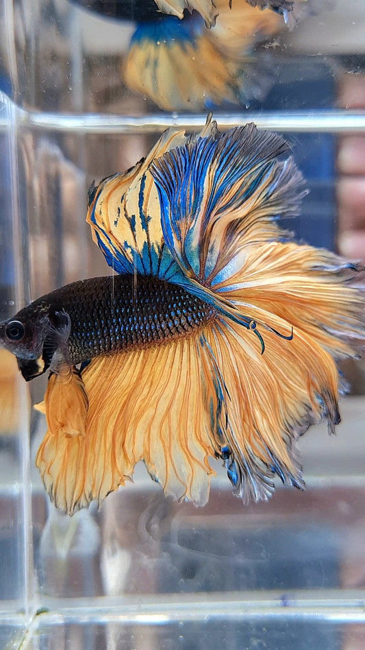 LUXURY HALFMOON OVERTAIL ROSETAIL BLACK MUSTARD GAS YELLOW BETTA FISH