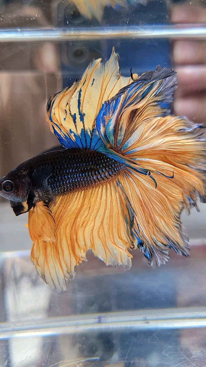 LUXURY HALFMOON OVERTAIL ROSETAIL BLACK MUSTARD GAS YELLOW BETTA FISH