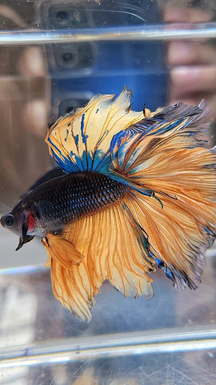 LUXURY HALFMOON OVERTAIL ROSETAIL BLACK MUSTARD GAS YELLOW BETTA FISH