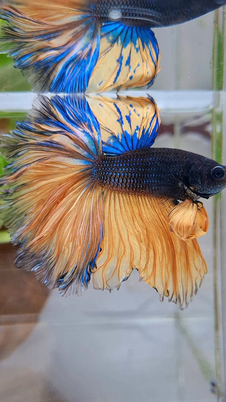 LUXURY HALFMOON OVERTAIL ROSETAIL BLACK MUSTARD GAS YELLOW BETTA FISH