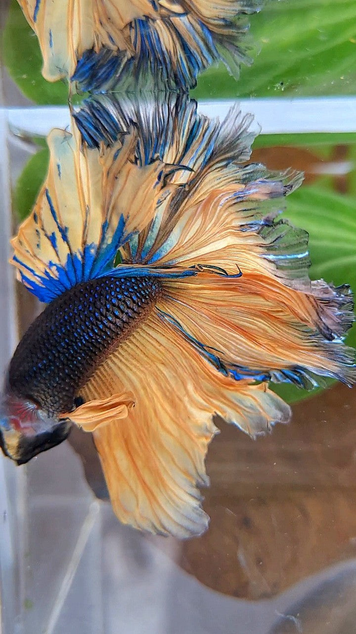 LUXURY HALFMOON OVERTAIL ROSETAIL BLACK MUSTARD GAS YELLOW BETTA FISH