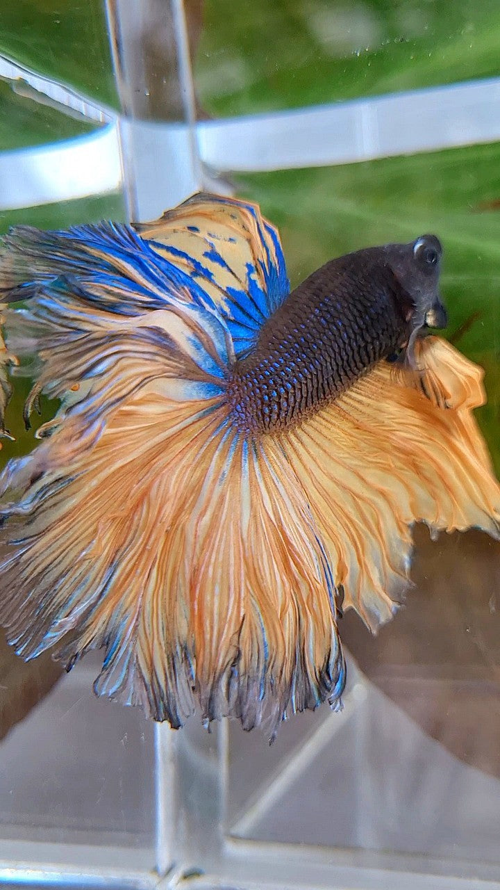 LUXURY HALFMOON OVERTAIL ROSETAIL BLACK MUSTARD GAS YELLOW BETTA FISH