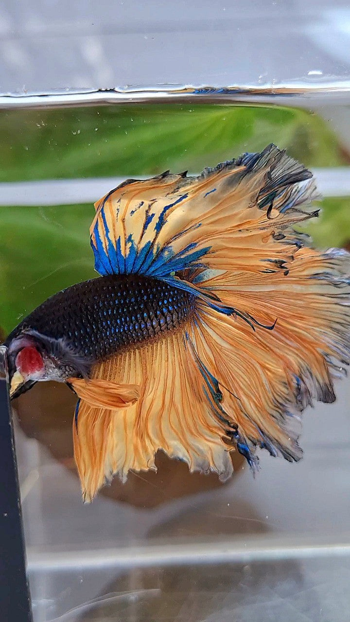 LUXURY HALFMOON OVERTAIL ROSETAIL BLACK MUSTARD GAS YELLOW BETTA FISH