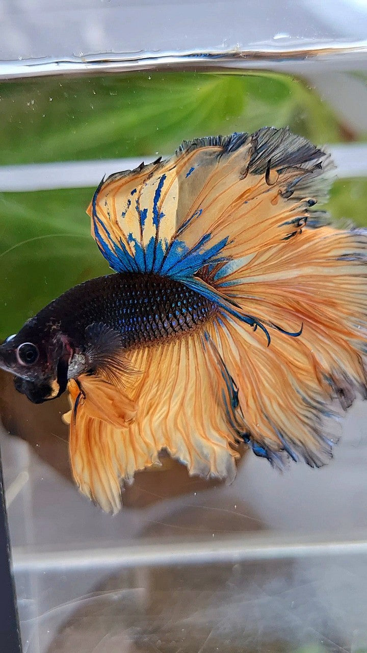LUXURY HALFMOON OVERTAIL ROSETAIL BLACK MUSTARD GAS YELLOW BETTA FISH
