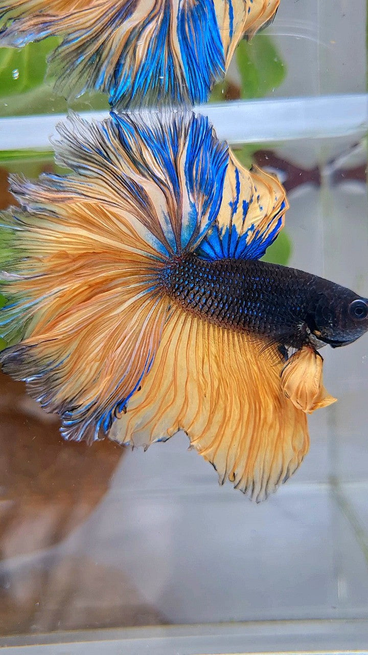 LUXURY HALFMOON OVERTAIL ROSETAIL BLACK MUSTARD GAS YELLOW BETTA FISH