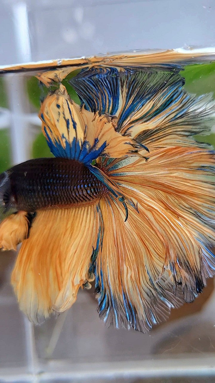 LUXURY HALFMOON OVERTAIL ROSETAIL BLACK MUSTARD GAS YELLOW BETTA FISH