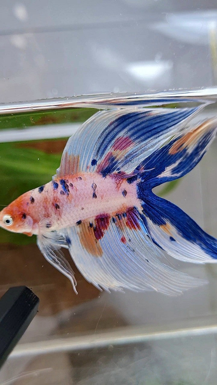 XL VEILTAIL DOUBLE TAIL WHITE CANDY MULTICOLOR BETTA FISH