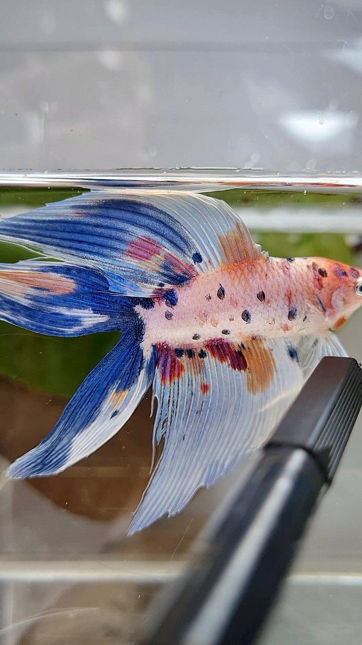 XL VEILTAIL DOUBLE TAIL WHITE CANDY MULTICOLOR BETTA FISH