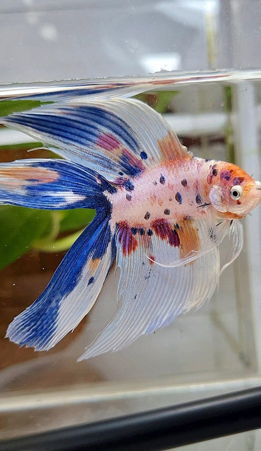 XL VEILTAIL DOUBLE TAIL WHITE CANDY MULTICOLOR BETTA FISH