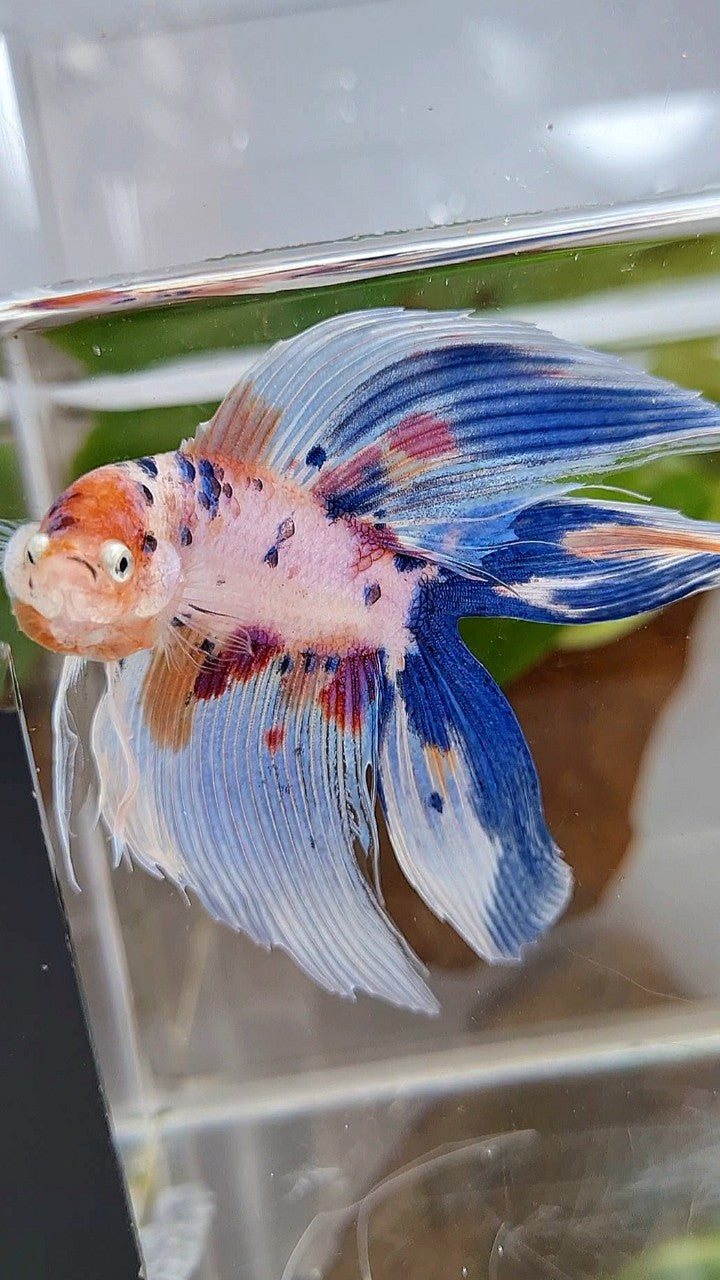 XL VEILTAIL DOUBLE TAIL WHITE CANDY MULTICOLOR BETTA FISH