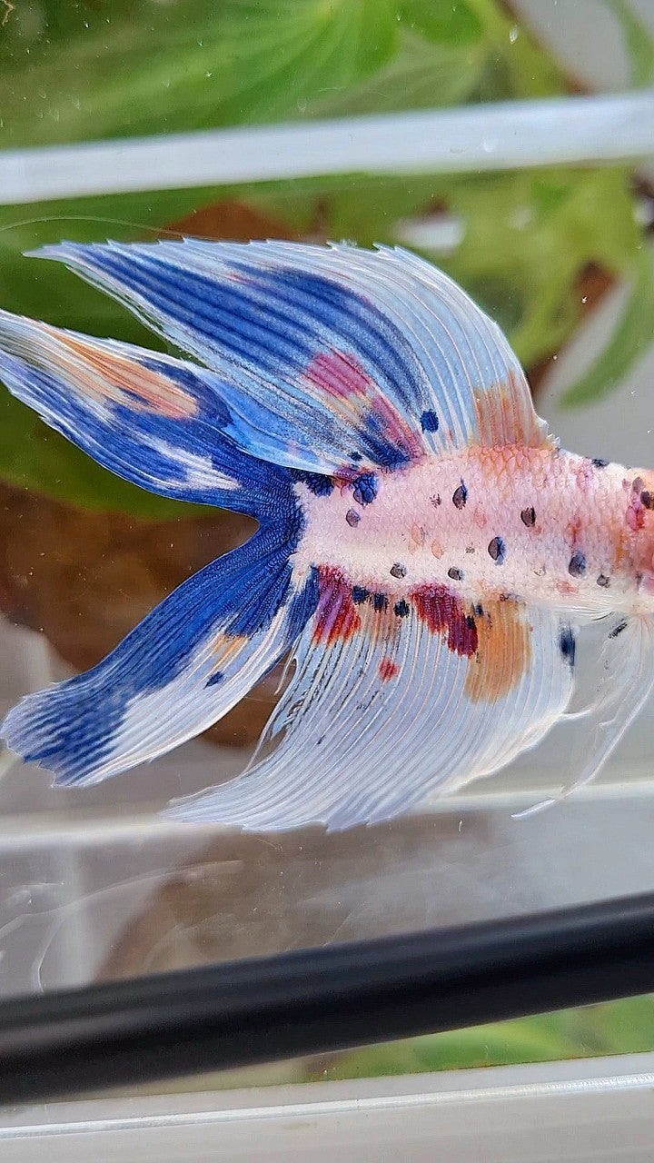 XL VEILTAIL DOUBLE TAIL WHITE CANDY MULTICOLOR BETTA FISH