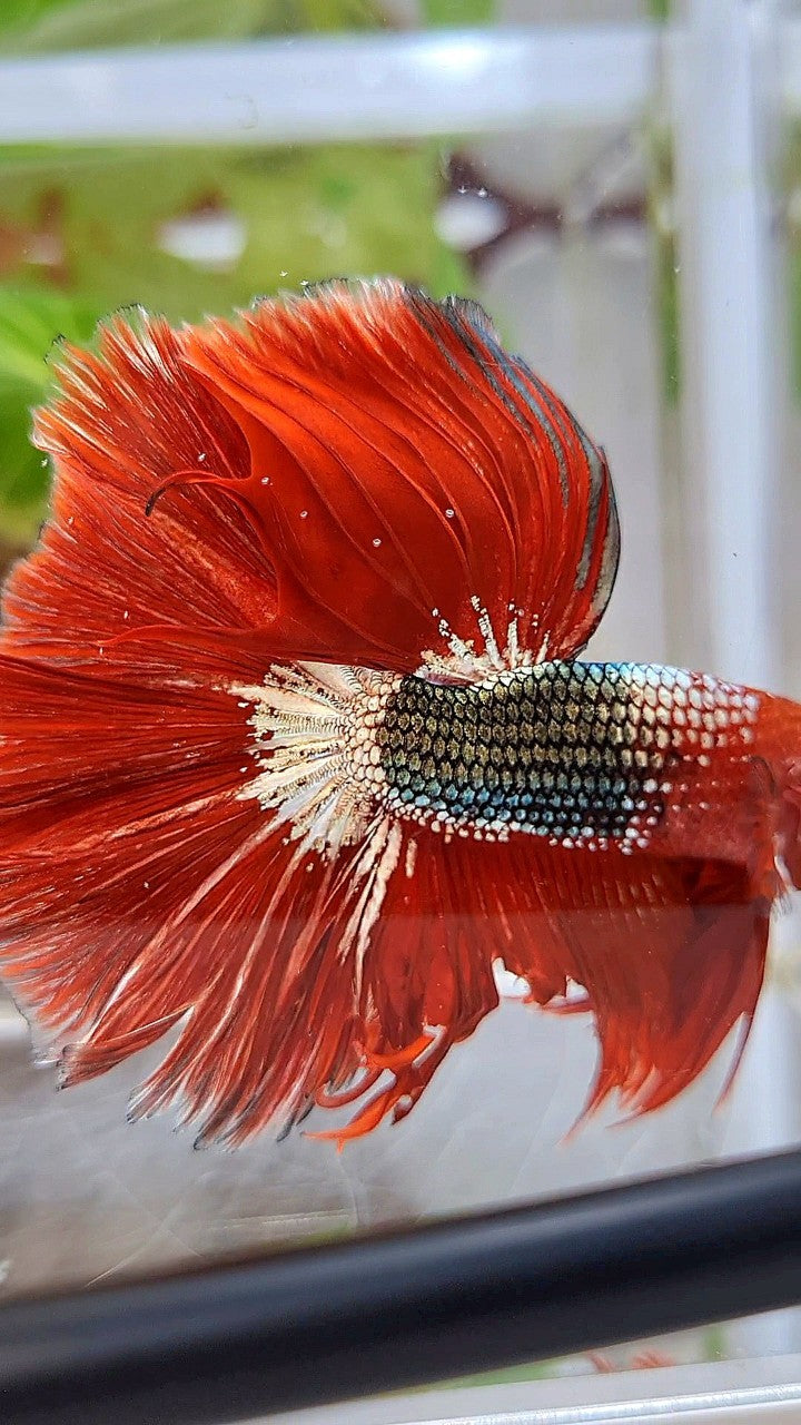 HALFMOON OVER ROSETAIL RED FCCP COPPER ARMY BETTA FISH