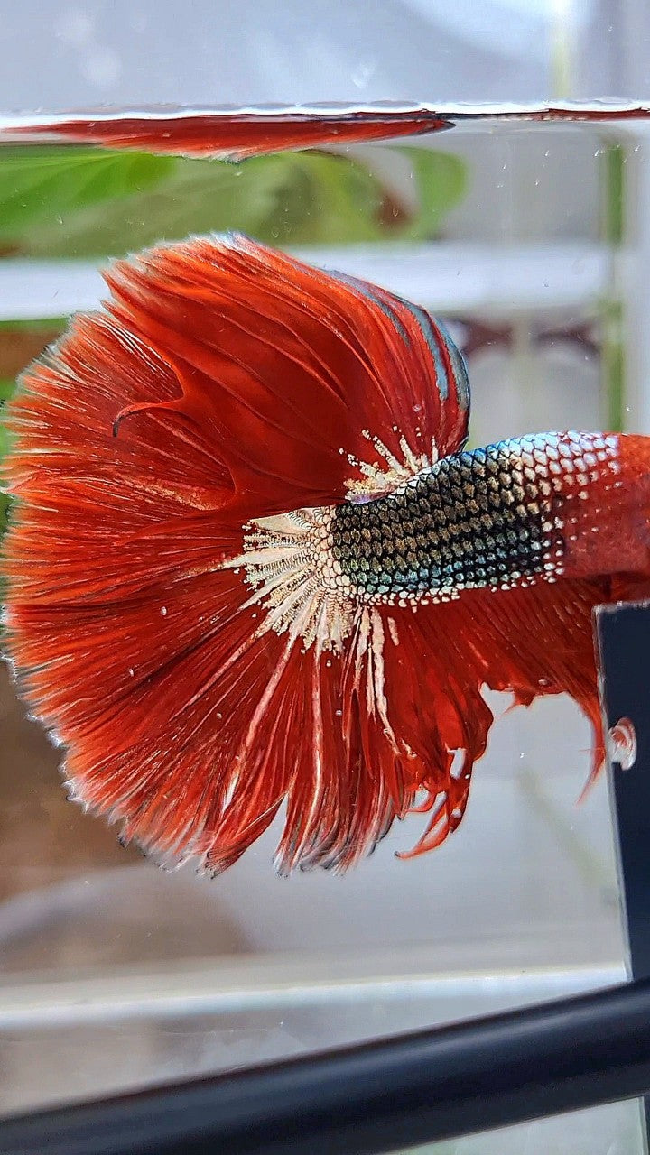 HALFMOON OVER ROSETAIL RED FCCP COPPER ARMY BETTA FISH