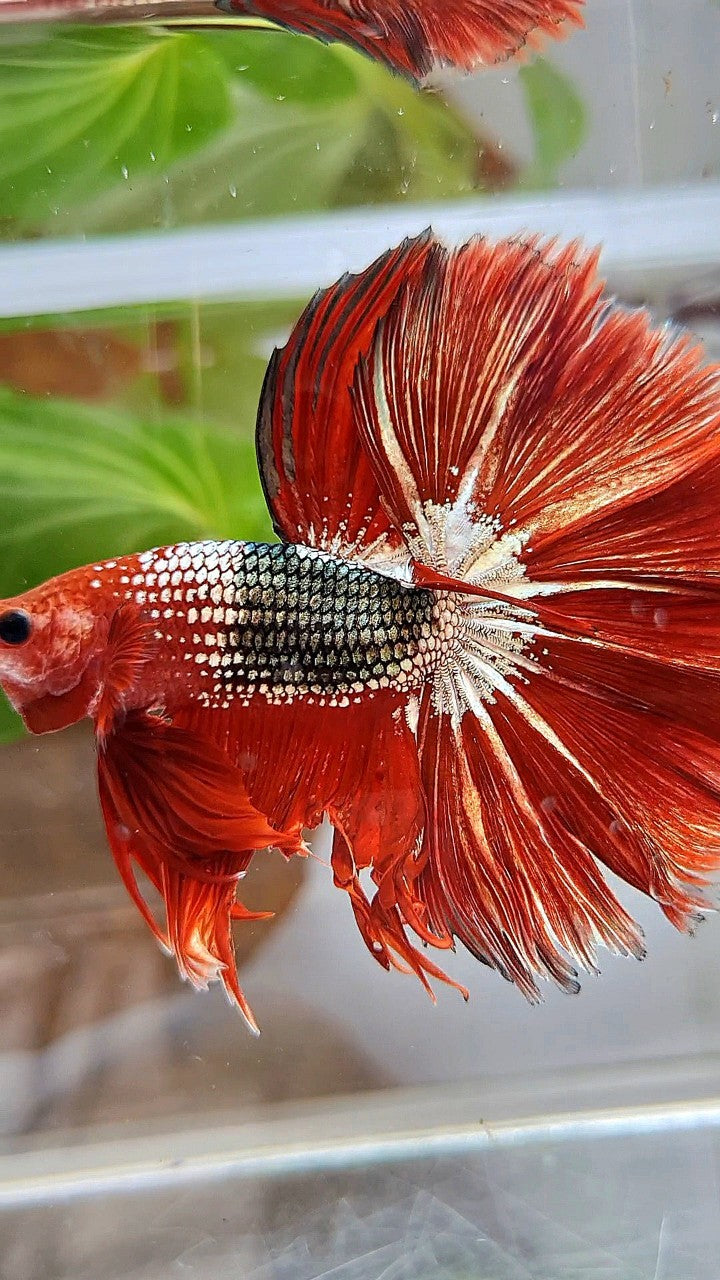 HALFMOON OVER ROSETAIL RED FCCP COPPER ARMY BETTA FISH