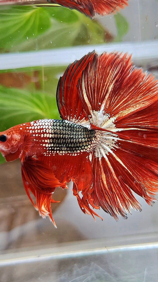 HALFMOON OVER ROSETAIL RED FCCP COPPER ARMY BETTA FISH