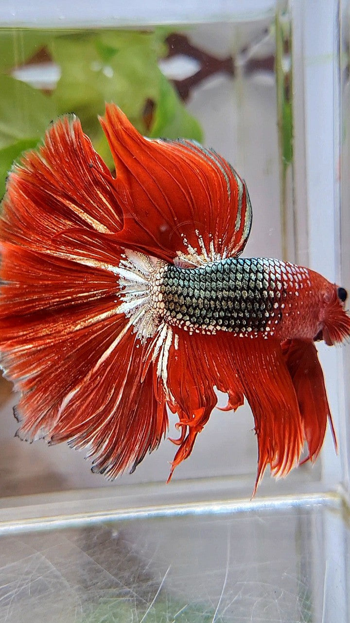 HALFMOON OVER ROSETAIL RED FCCP COPPER ARMY BETTA FISH
