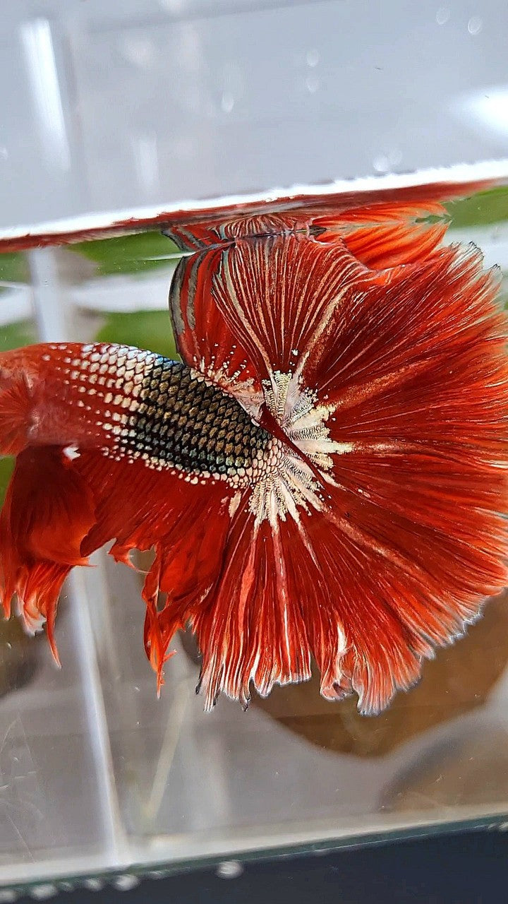HALFMOON OVER ROSETAIL RED FCCP COPPER ARMY BETTA FISH