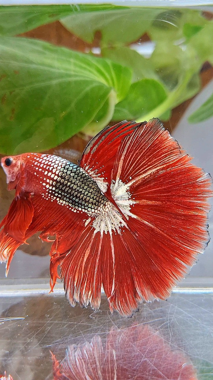 HALFMOON OVER ROSETAIL RED FCCP COPPER ARMY BETTA FISH