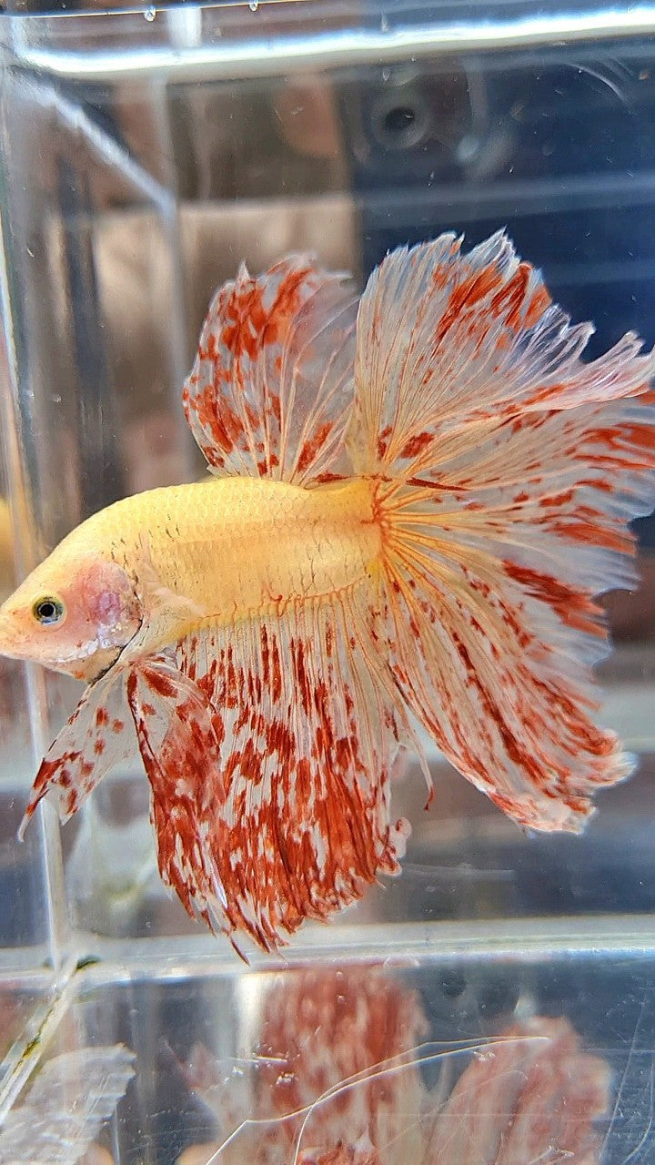 LUXURY XL HALFMOON ROSETAIL SUPER VANDA BETTA FISH