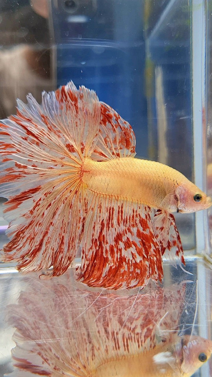 LUXURY XL HALFMOON ROSETAIL SUPER VANDA BETTA FISH