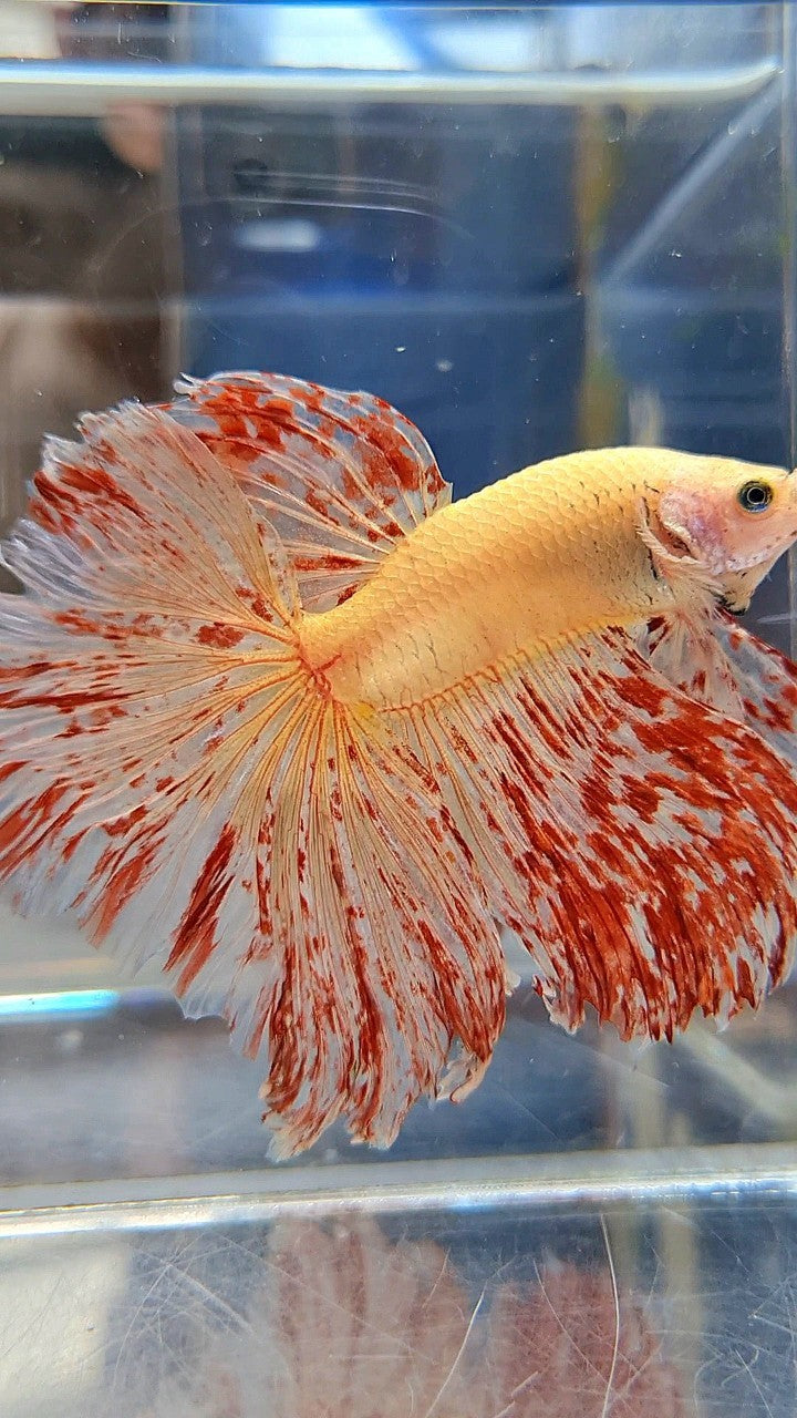 LUXURY XL HALFMOON ROSETAIL SUPER VANDA BETTA FISH