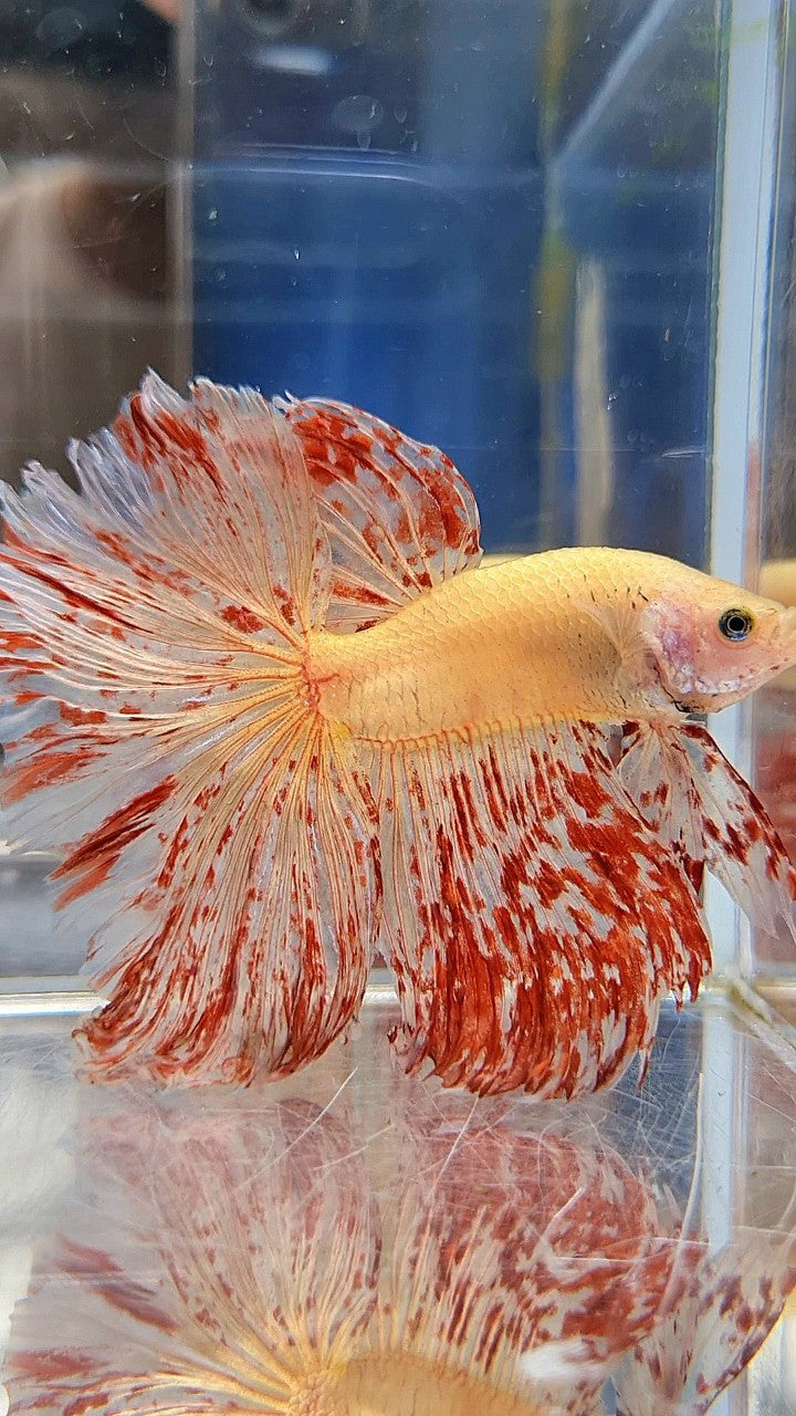 LUXURY XL HALFMOON ROSETAIL SUPER VANDA BETTA FISH