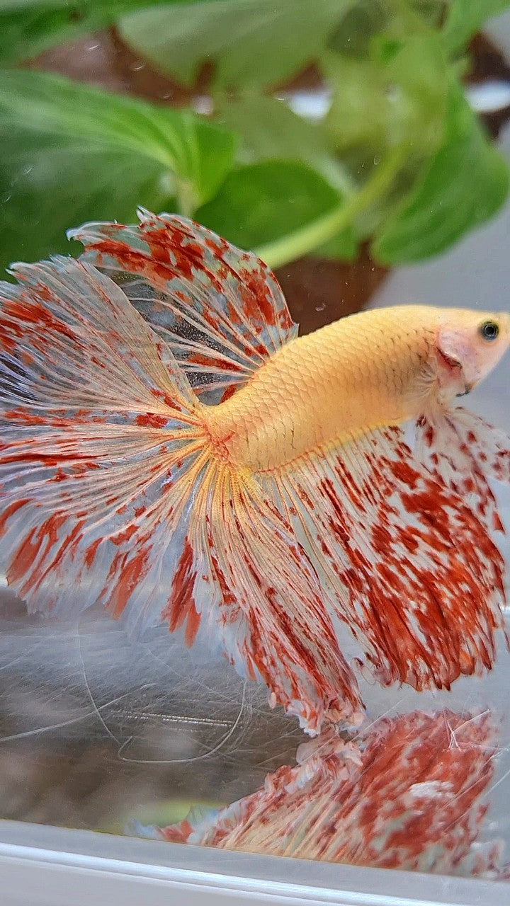 LUXURY XL HALFMOON ROSETAIL SUPER VANDA BETTA FISH
