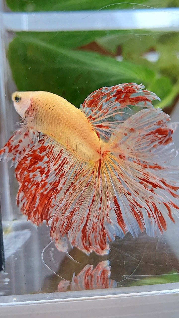 LUXURY XL HALFMOON ROSETAIL SUPER VANDA BETTA FISH