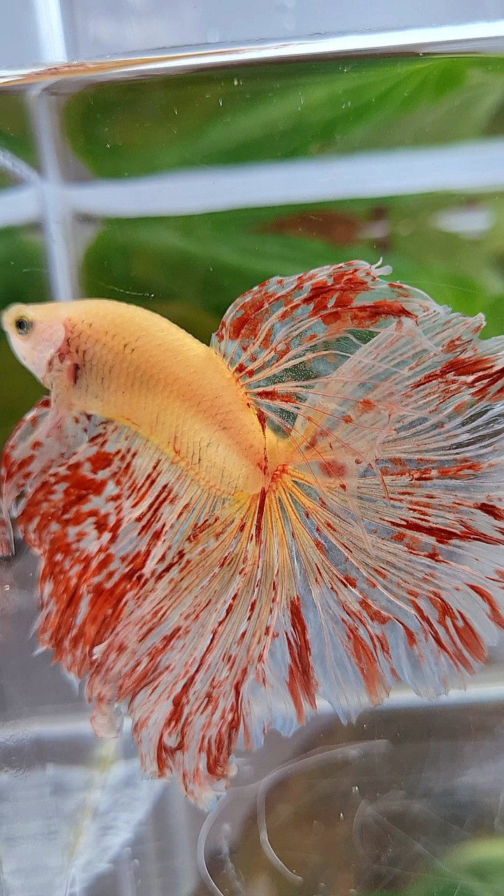 LUXURY XL HALFMOON ROSETAIL SUPER VANDA BETTA FISH
