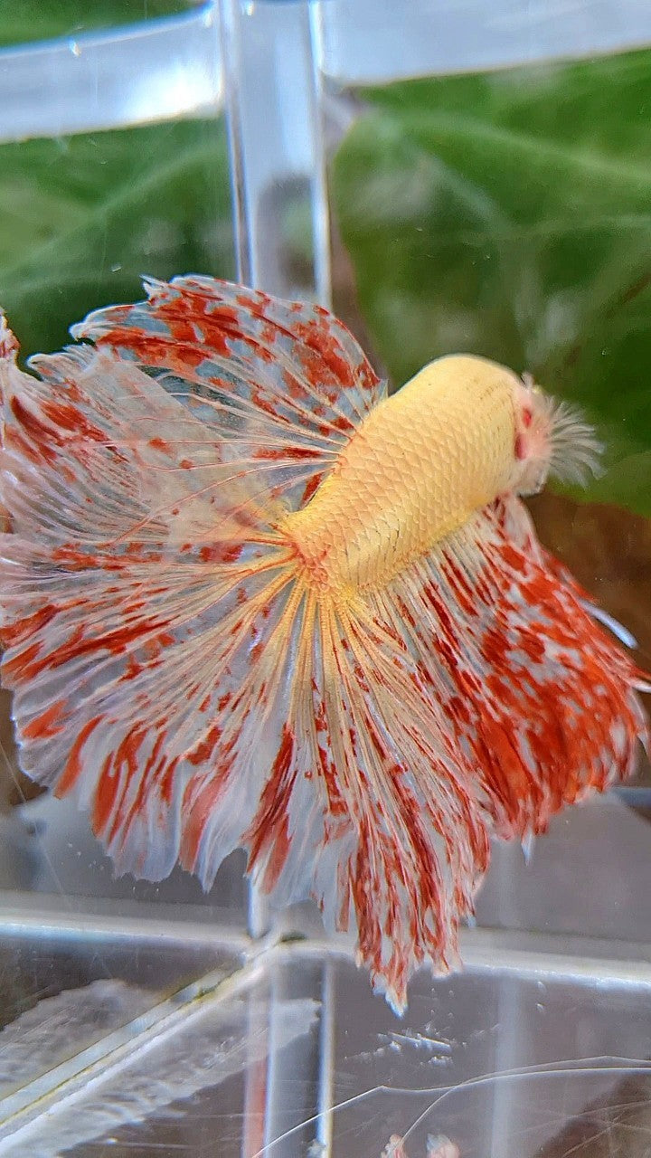 LUXURY XL HALFMOON ROSETAIL SUPER VANDA BETTA FISH