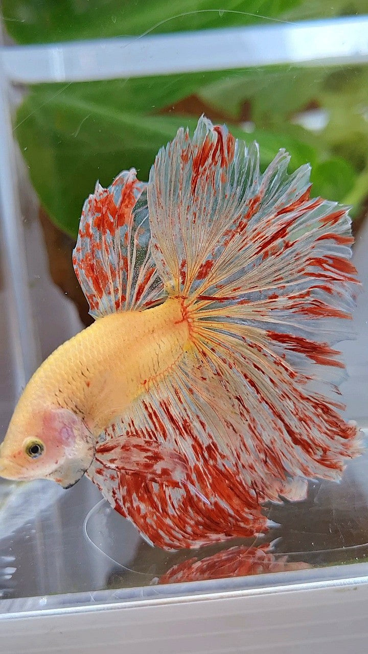 LUXURY XL HALFMOON ROSETAIL SUPER VANDA BETTA FISH