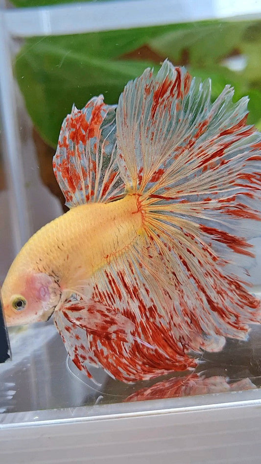 LUXURY XL HALFMOON ROSETAIL SUPER VANDA BETTA FISH