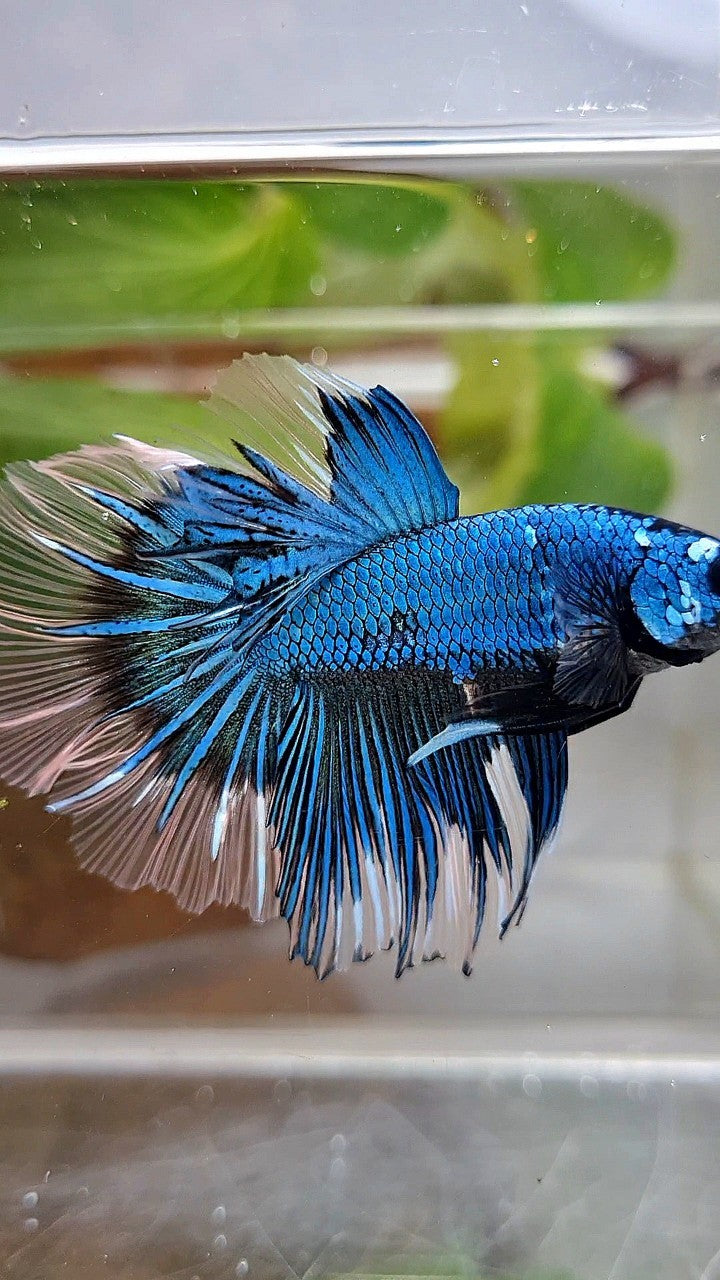 HALFMOON ROSETAIL BLUE GREEN METTALIC BUTTERFLY BETTA FISH